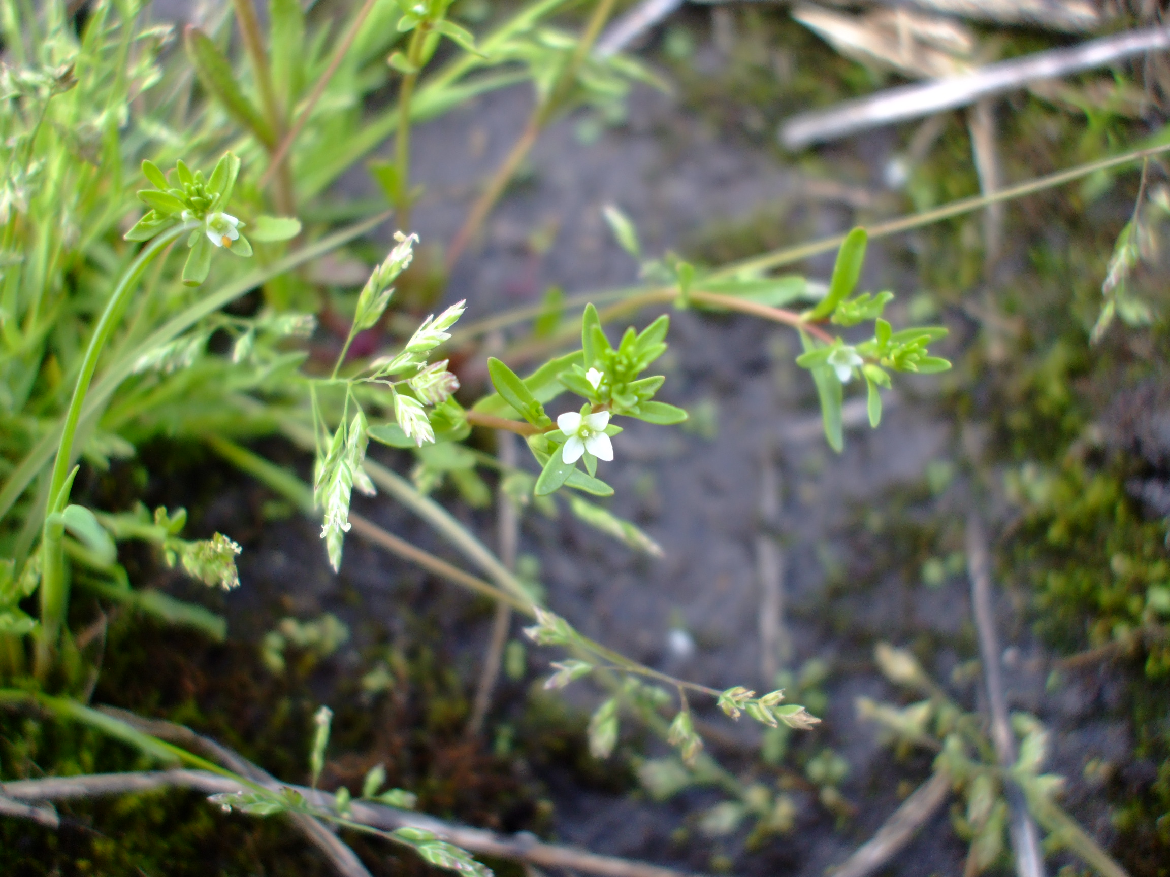 Veronica peregrina